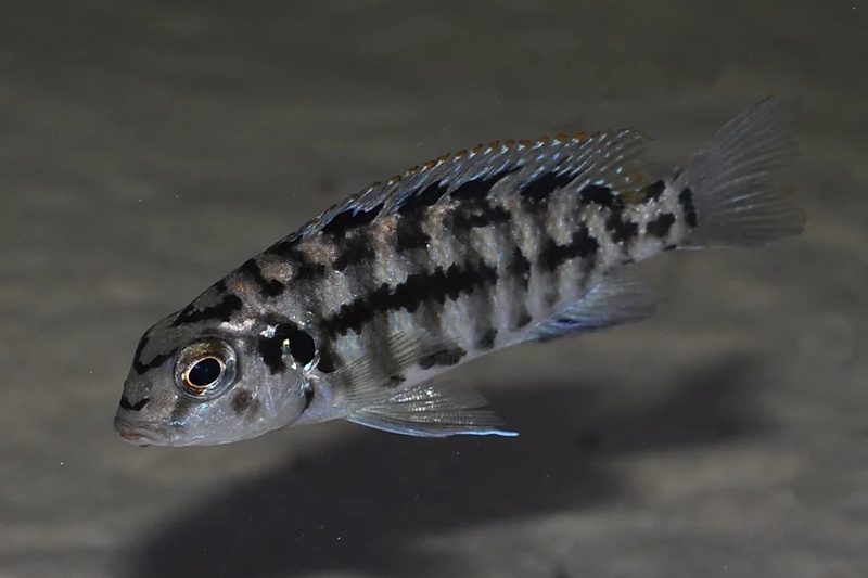 Tropheops sp. 'olive' Lupingu